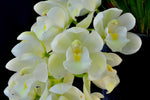 Cymbidium Mini Sarah 'Pearl Falls' – Pendant - Orchid Design