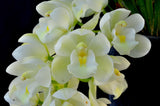 Cymbidium Mini Sarah 'Pearl Falls' – Pendant - Orchid Design