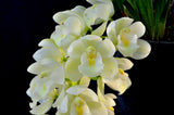 Cymbidium Mini Sarah 'Pearl Falls' – Pendant - Orchid Design