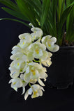 Cymbidium Mini Sarah 'Pearl Falls' – Pendant - Orchid Design