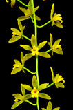 Cascading Cymbidium Mitzy 'Mabel' S/CSA - Orchid Design