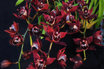 Pendulous Cymbidium Panalatinga 'Red Devil' – HCC/AOS, AD/CSA - Orchid Design