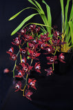 Pendulous Cymbidium Panalatinga 'Red Devil' – HCC/AOS, AD/CSA - Orchid Design