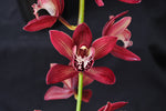 Cymbidium Panalatinga 'SanBar Tapestry' - Orchid Design
