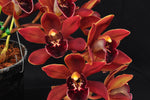 Cym. (Pepper Puss x Last Tango) – Red Pendulous - Orchid Design