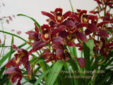 Fragrance Cymbidium Pywacket 'Heatherich Hills' – Rare Classic - Orchid Design