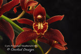 Fragrant Cymbidium Pywacket 'Heatherich Hills' – Cascading - Orchid Design