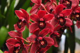 Cymbidium Radiant Ruby – Floriferous - Orchid Design