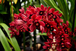 Cymbidium Radiant Ruby – Floriferous - Orchid Design