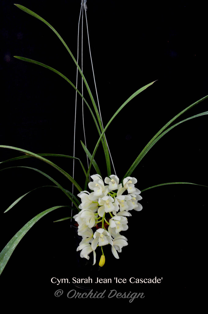 sarah seed plant Pendulous Cymbidium Sarah Jean 'Ice Cascade' – Orchid Design