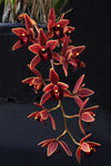 Cymbidium Tuffet 'Cathy' – Pendulous - Orchid Design