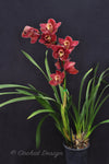 Red Cymbidium (Madrona x Lady Spring) 'German' – Lovely! - Orchid Design
