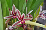 Cymbidium aloifolium var. simulans – Cascading, Fragrant - Orchid Design