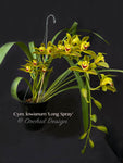Cymbidium lowianum 'Long Spray' – Rare Species - Orchid Design