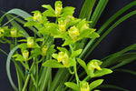 Cymbidium lowianum variety concolor (Species) - Orchid Design
