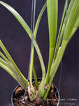 Cymbidium tracyanum – Species – Fragrant - Orchid Design