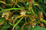 Cymbidium tracyanum – Species – Fragrant - Orchid Design