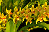Cymbidium Pee Wee 'Herman' – Fragrant - Orchid Design