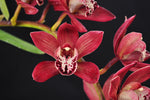 Cymbidium Panalatinga 'SanBar Tapestry' - Orchid Design
