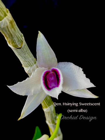 Fragrant Dendrobium Hsinying Sweetscent (semi-alba) - Orchid Design