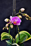 Phalaenopsis Sogo Vivien Variegated - Orchid Design