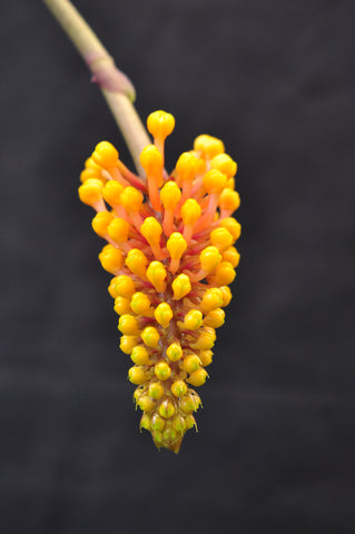 Robiquetia cerina – Yellow - Orchid Design