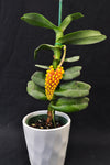 Robiquetia cerina – Yellow - Orchid Design