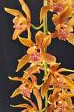Cymbidium Pennyworth - Orchid Design