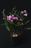 Dendronium kingianum 'Streaker' – Fragrant - Orchid Design