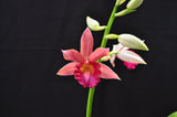 Phaius Lady Ramona Harris AM/AOS - Orchid Design