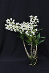Dendrobium specio-kingianum 'Crystal' – FRAGRANT – In Spikes - Orchid Design