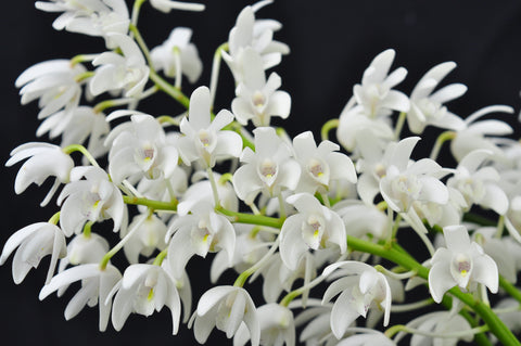 Dendrobium specio-kingianum 'Crystal' – FRAGRANT – In Spikes - Orchid Design
