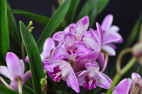 Dendronium kingianum 'Streaker' – Fragrant - Orchid Design