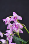 Dendronium kingianum 'Streaker' – Fragrant - Orchid Design