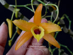 Dendrobium Chanthaboon Sunrise – Long canes, in Spikes - Orchid Design