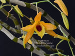 Dendrobium Chanthaboon Sunrise – Long canes, in Spikes - Orchid Design