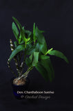 Dendrobium Chanthaboon Sunrise - Orchid Design