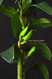 Dendrobium Green Lantern 'Red Carpet' –  Long Lasting