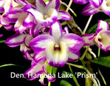 Dendrobium Hamana Lake 'Prism' – Sweet Fragrant - Orchid Design