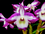 Dendrobium Hamana Lake 'Prism' – Sweet Fragrant - Orchid Design