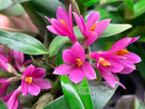 Dendrobium Hibiki - Vibrant, long lasting!