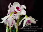 Fragrant Den. Hsinying Sweetscent (parishii v. Semi-Alba x anosmum v. coerulea) - Orchid Design