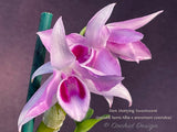 Fragrant Den. Hsinying Sweetscent (parishii v. Semi-Alba x anosmum v. coerulea) - Orchid Design