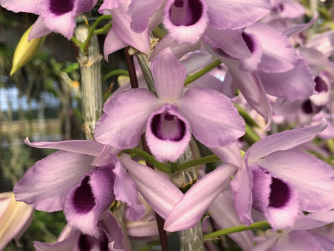 Fragrant Dendrobium Nestor 'Blue Angel' – Coerulea - Orchid Design