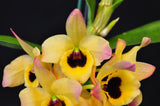 Dendrobium Oriental Smile 'Butterfly' BM/JOGA - Orchid Design