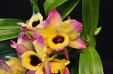Dendrobium Oriental Smile 'Butterfly' BM/JOGA - Orchid Design