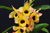 Dendrobium Oriental Smile 'Butterfly' BM/JOGA - Orchid Design