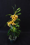 Dendrobium Oriental Smile 'Butterfly' BM/JOGA - Orchid Design