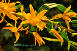Dendrobium Pixie Charm – Tangerine Fragrant - Orchid Design