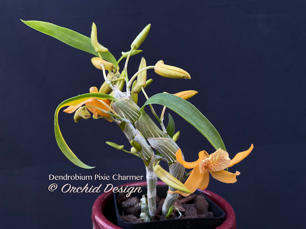 Dendrobium Pixie Charm – Tangerine fragrant! – Orchid Design